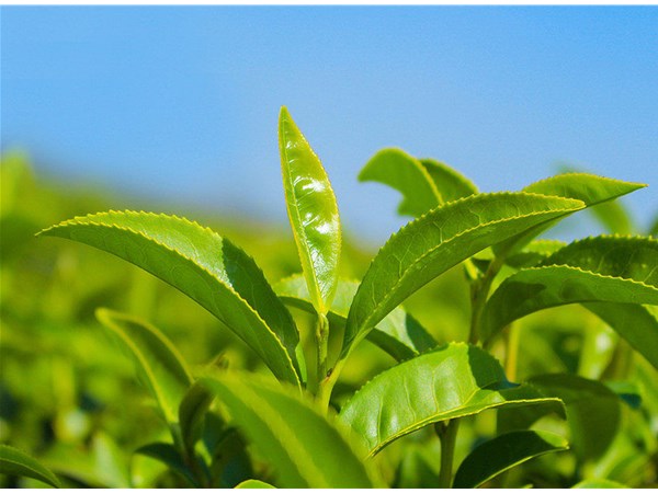 茶葉的采摘技術(shù)，較佳種植時(shí)間？
